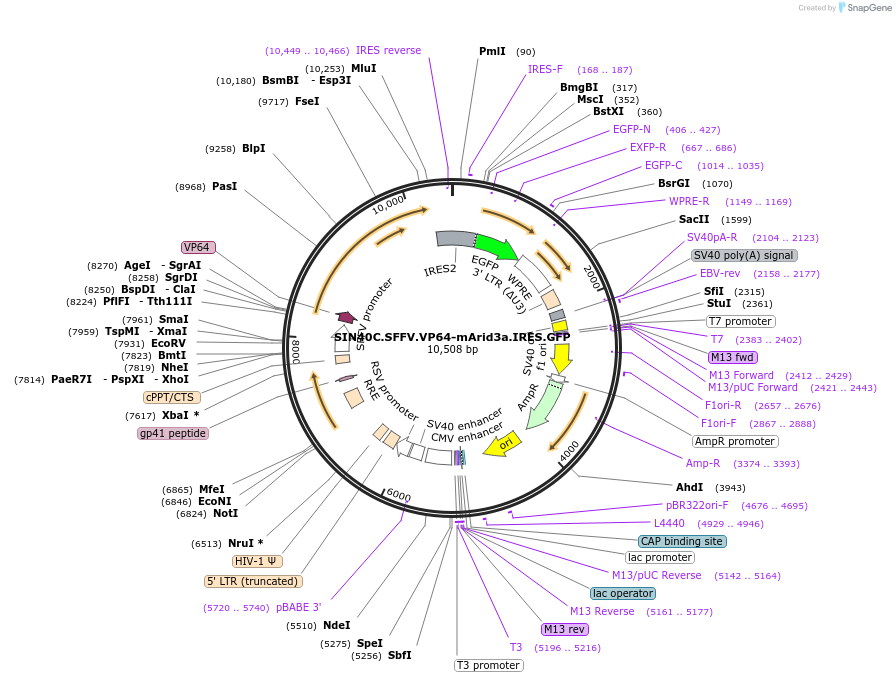 169313-plasmid-map-sequence-id-337871