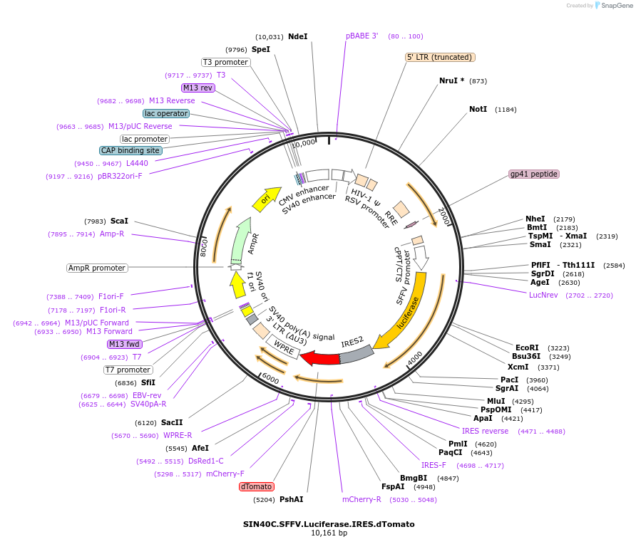 169307-plasmid-map-sequence-id-337875