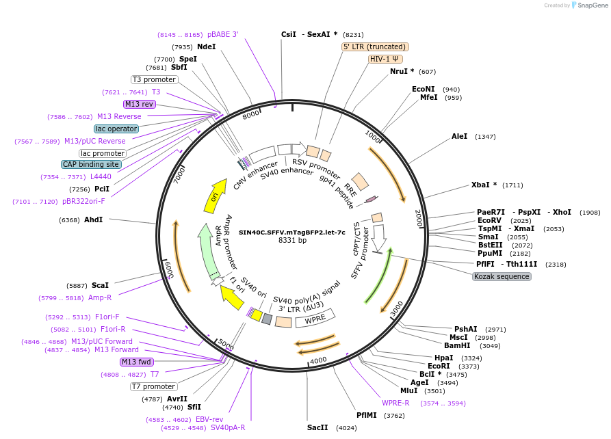 169310-plasmid-map-sequence-id-337876