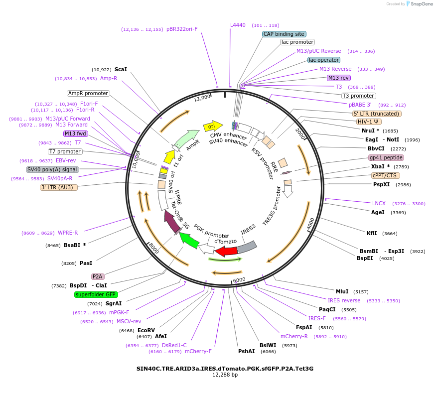 169314-plasmid-map-sequence-id-337879