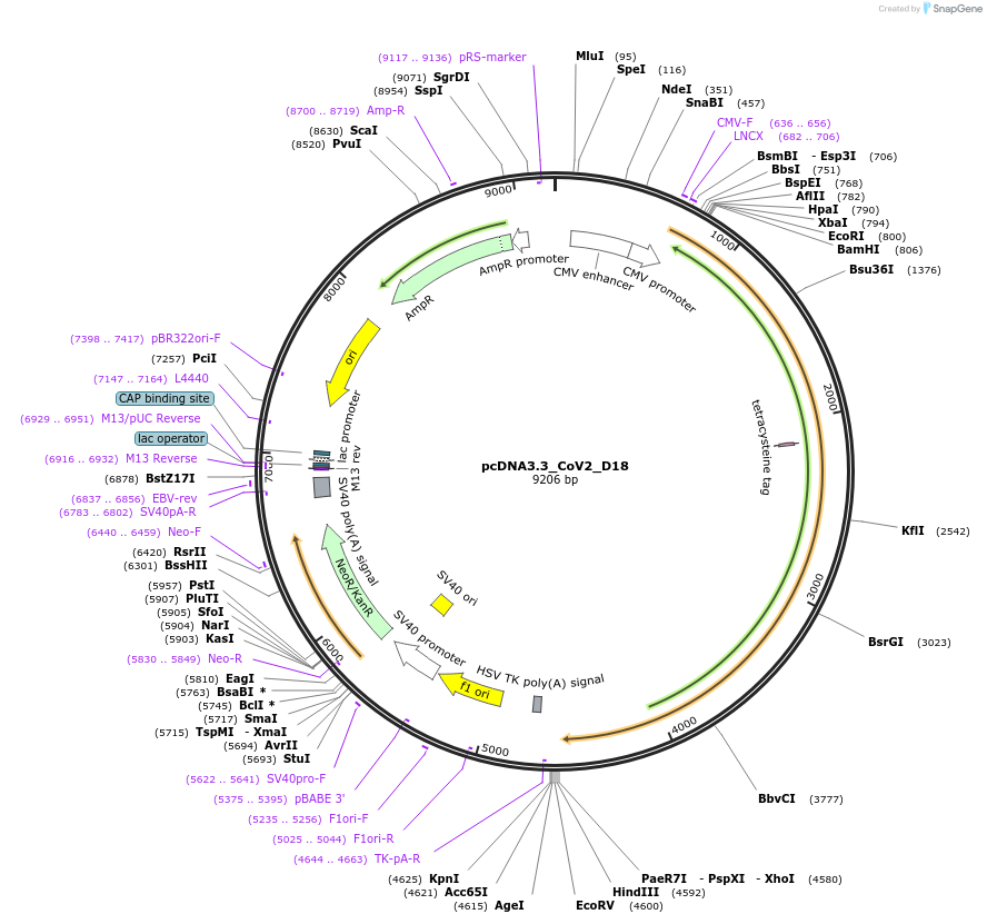 170442-plasmid-map-sequence-id-337888