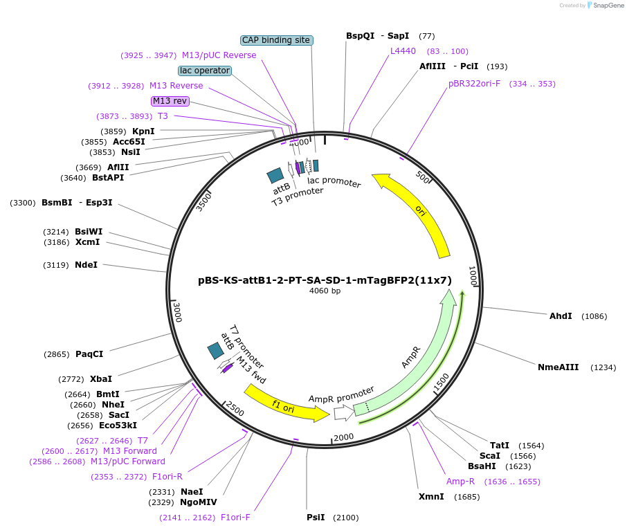 172065-plasmid-map-sequence-id-337889