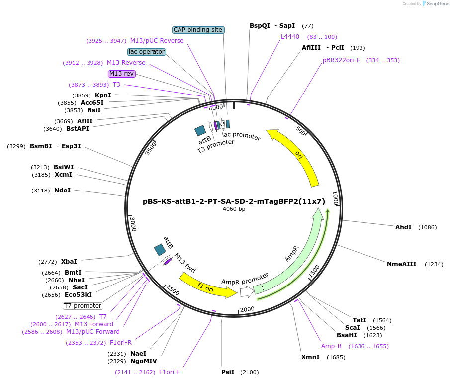 172066-plasmid-map-sequence-id-337891
