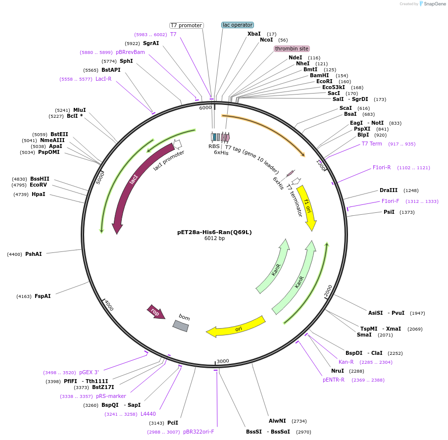 171563-plasmid-map-sequence-id-337921