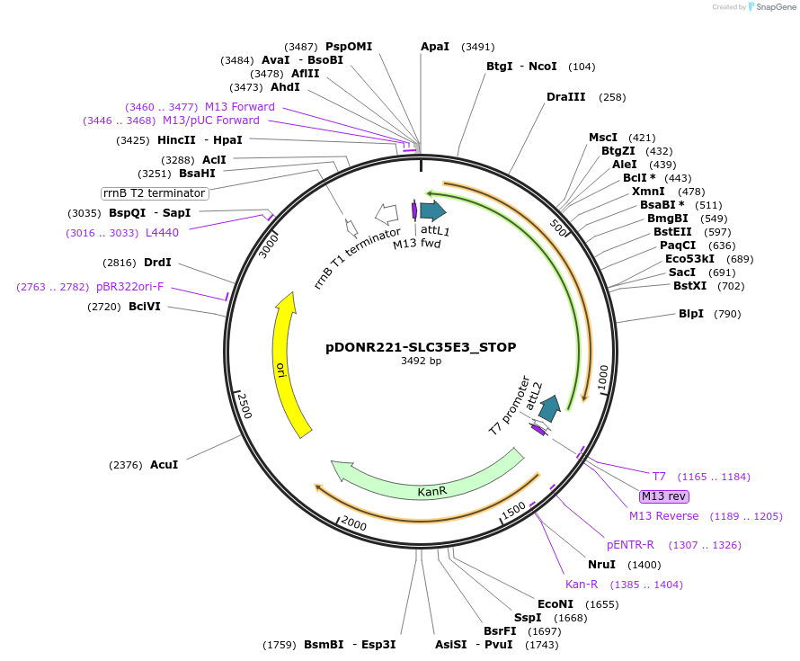 161228-plasmid-map-sequence-id-337923