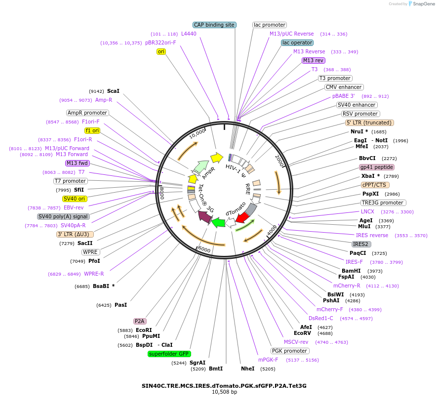 169283-plasmid-map-sequence-id-337924