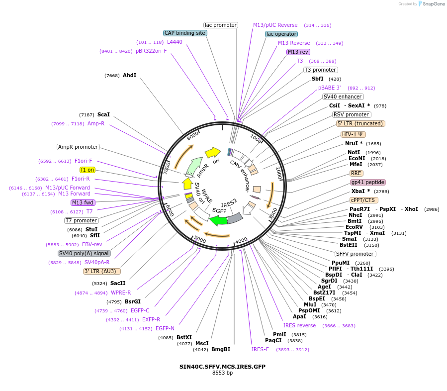 169280-plasmid-map-sequence-id-337926