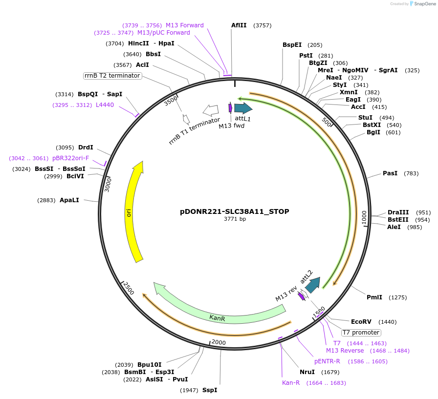 161237-plasmid-map-sequence-id-337934