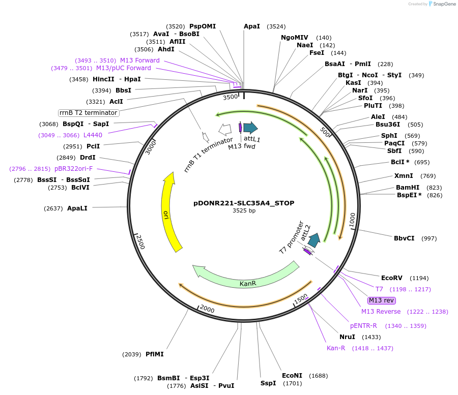 161289-plasmid-map-sequence-id-337938