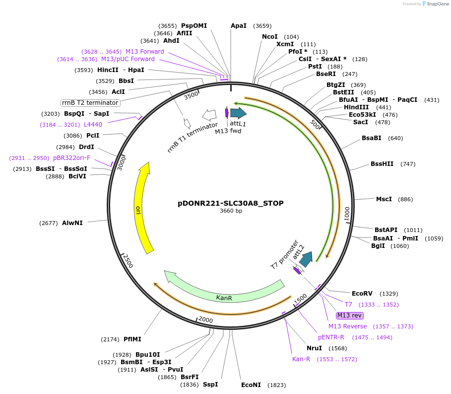 161302-plasmid-map-sequence-id-337939