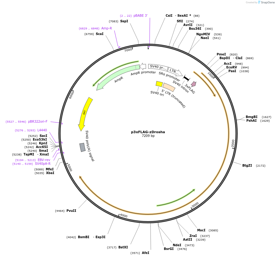 171540-plasmid-map-sequence-id-337967