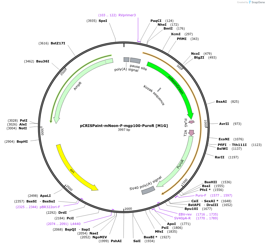 171802-plasmid-map-sequence-id-337973