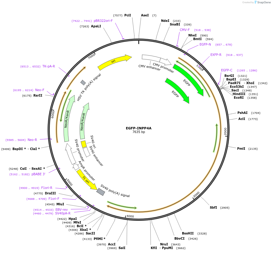 171944-plasmid-map-sequence-id-337974