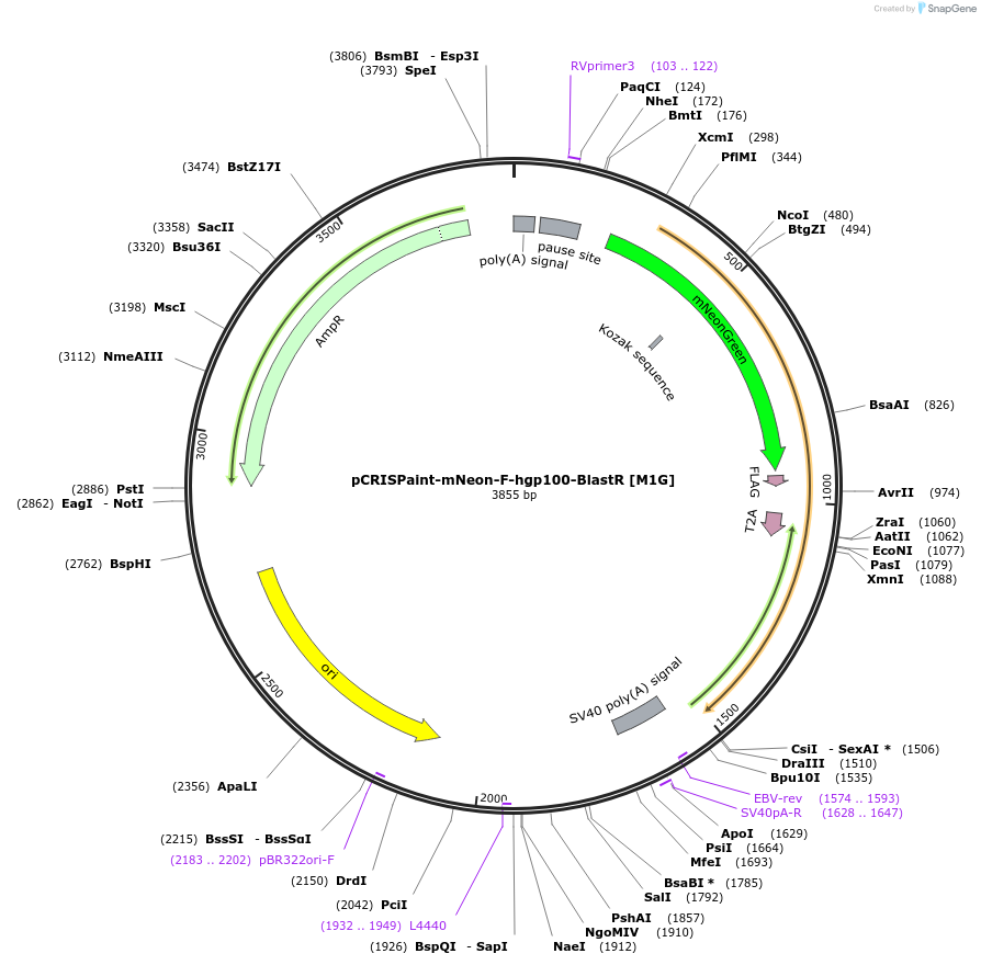 171806-plasmid-map-sequence-id-337977