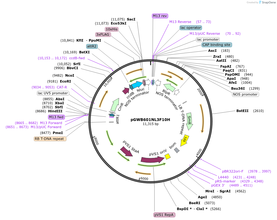 141287-plasmid-map-sequence-id-338006