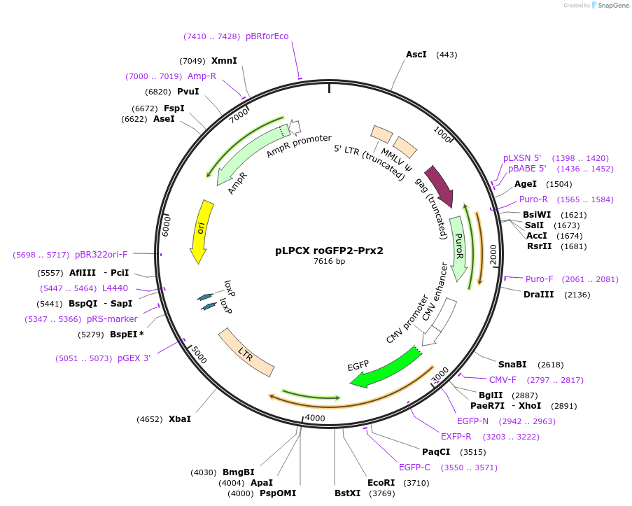338012_map