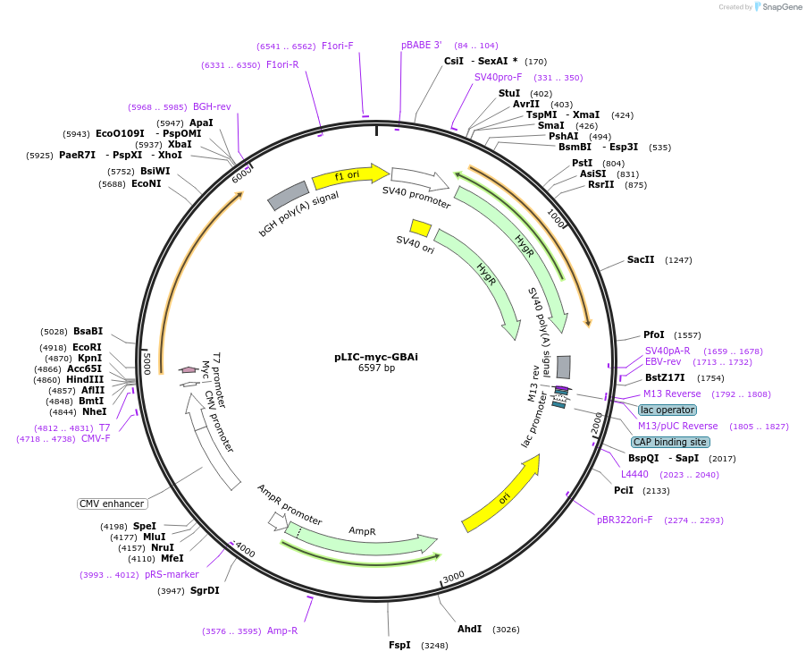 171753-plasmid-map-sequence-id-338020