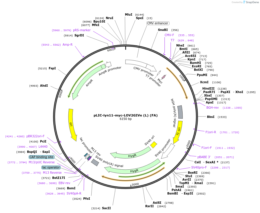 170627-plasmid-map-sequence-id-338024