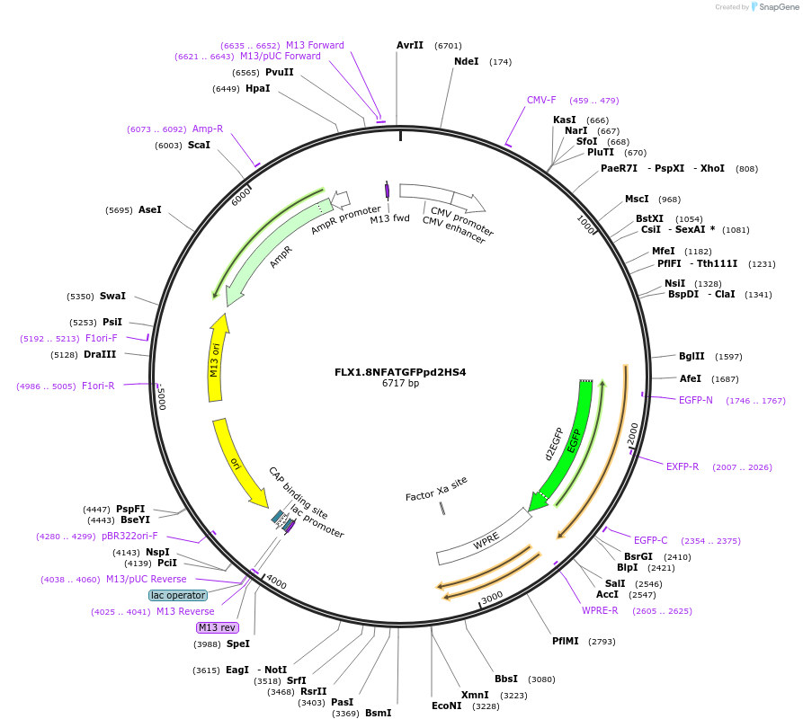 169096-plasmid-map-sequence-id-338033