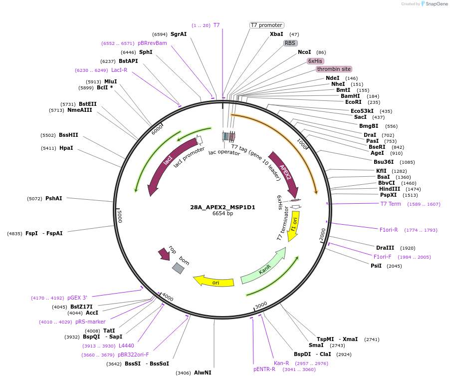 170923-plasmid-map-sequence-id-338035