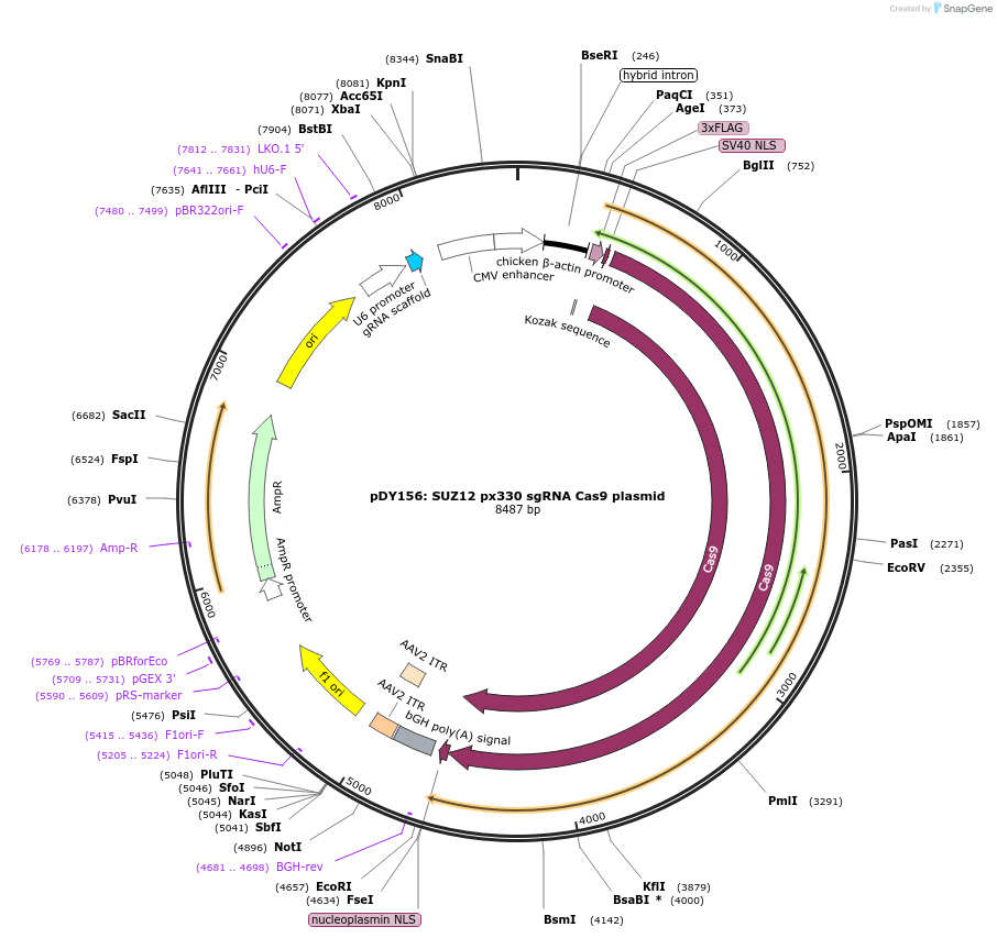 170792-plasmid-map-sequence-id-338121