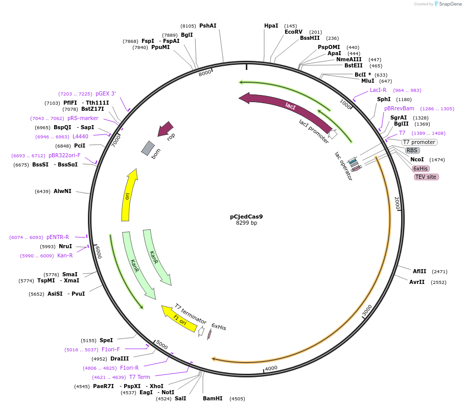 172216-plasmid-map-sequence-id-338133