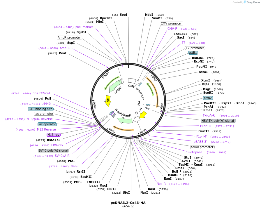 49851-plasmid-map-sequence-id-338136