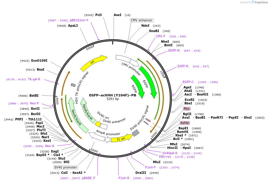 169683-plasmid-map-sequence-id-338137