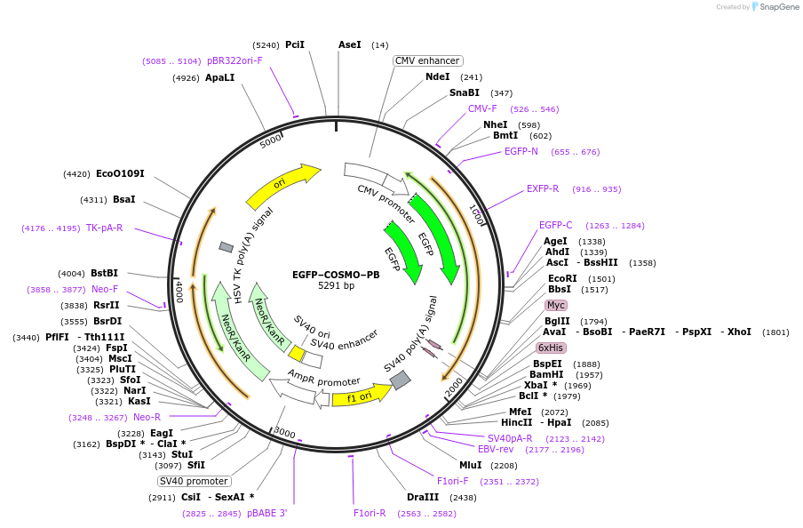 169684-plasmid-map-sequence-id-338138