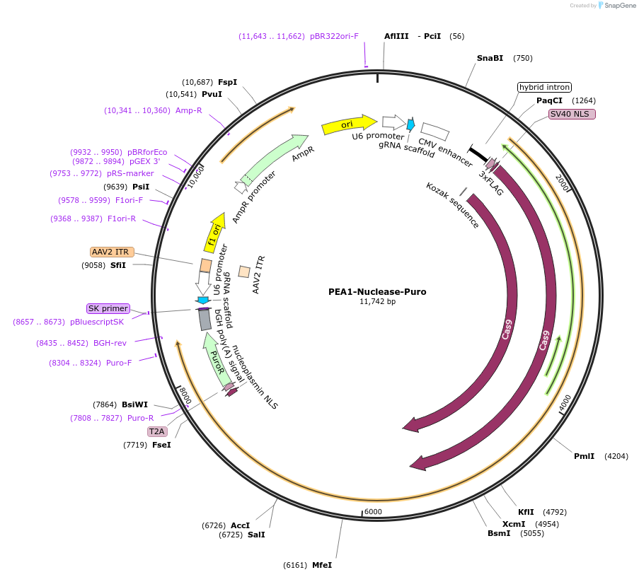 171992-plasmid-map-sequence-id-338139