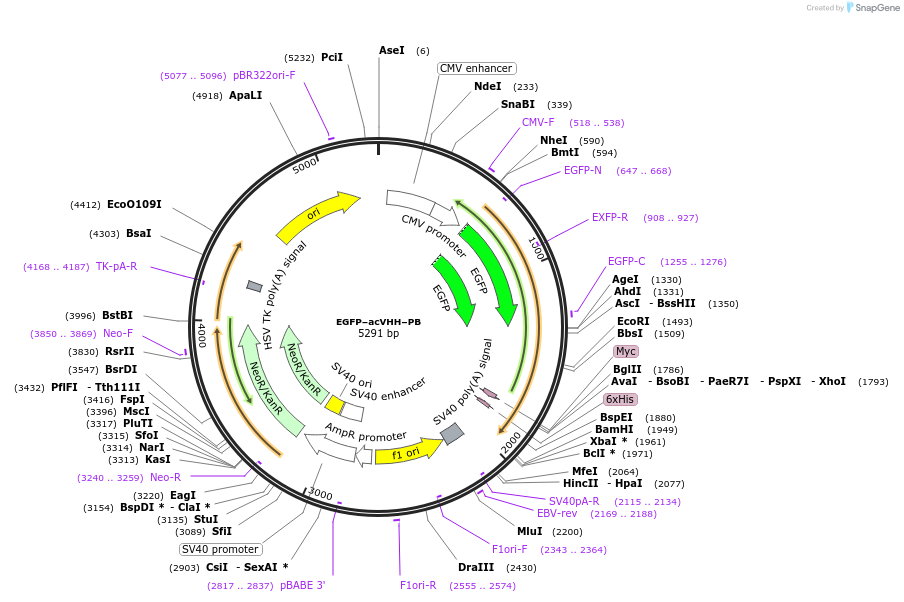 169685-plasmid-map-sequence-id-338140