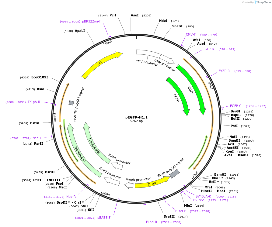 32894-plasmid-map-sequence-id-338154