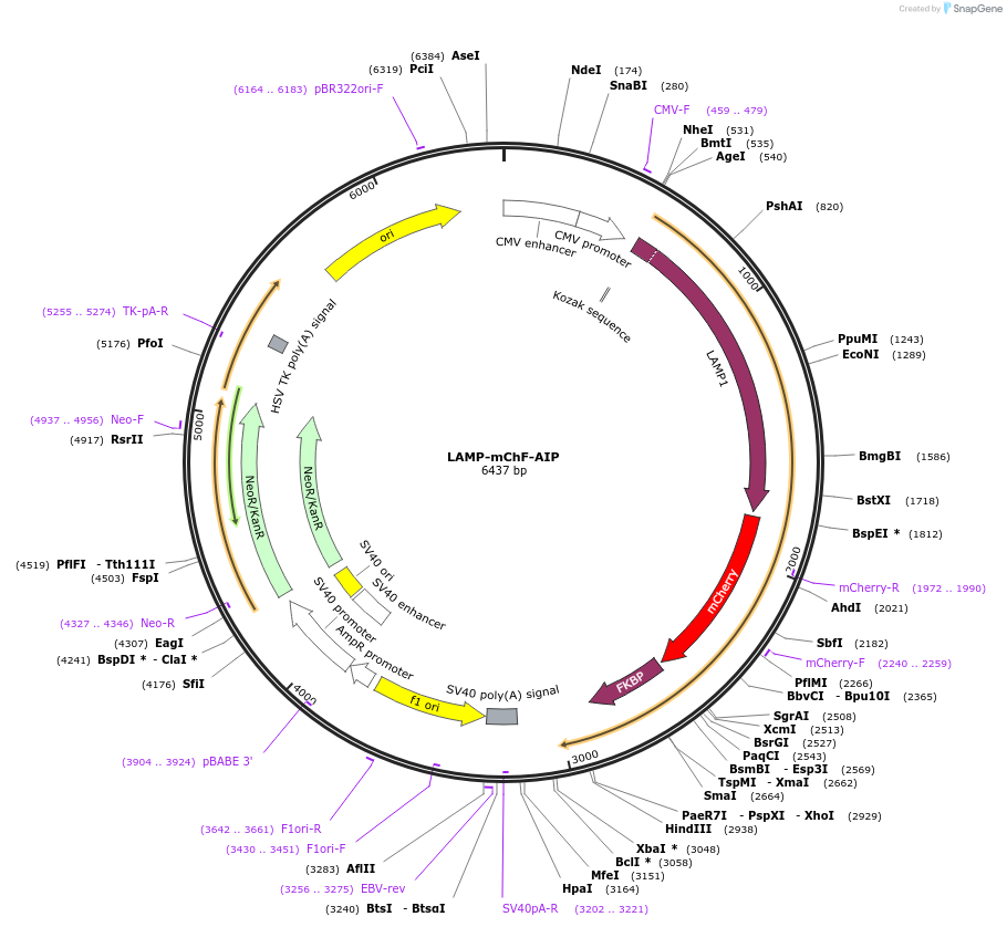 61524-plasmid-map-sequence-id-338156
