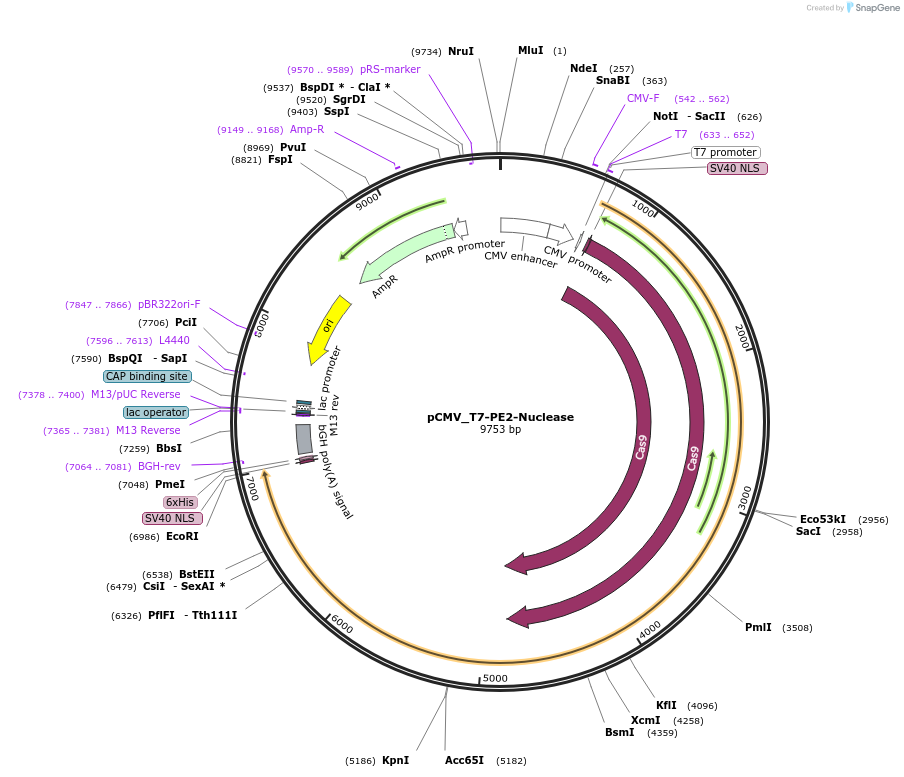 171997-plasmid-map-sequence-id-338159