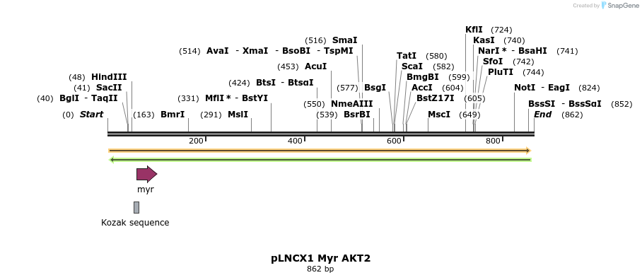 33817_map