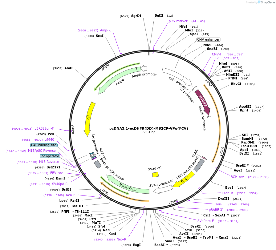 167313-plasmid-map-sequence-id-338178