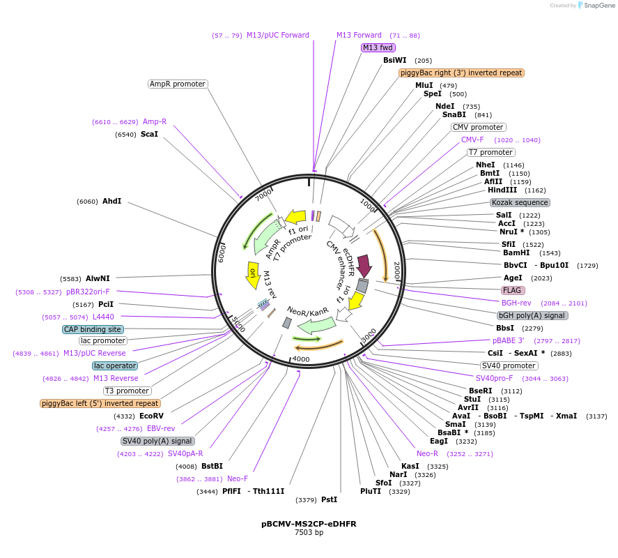 167309-plasmid-map-sequence-id-338181