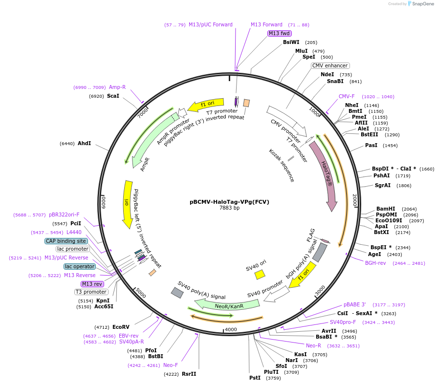 167311-plasmid-map-sequence-id-338182