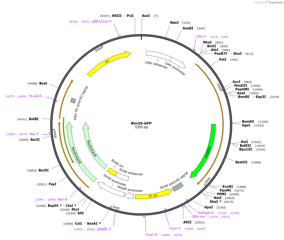 169035-plasmid-map-sequence-id-338188