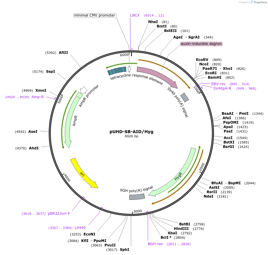 171677-plasmid-map-sequence-id-338221