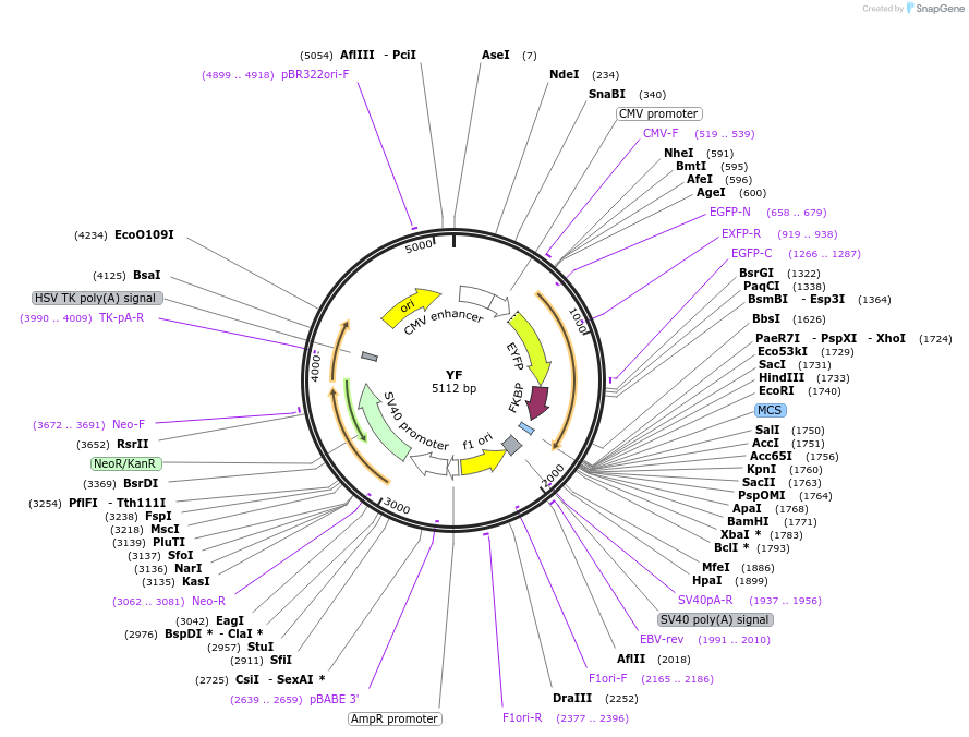 171459-plasmid-map-sequence-id-338225