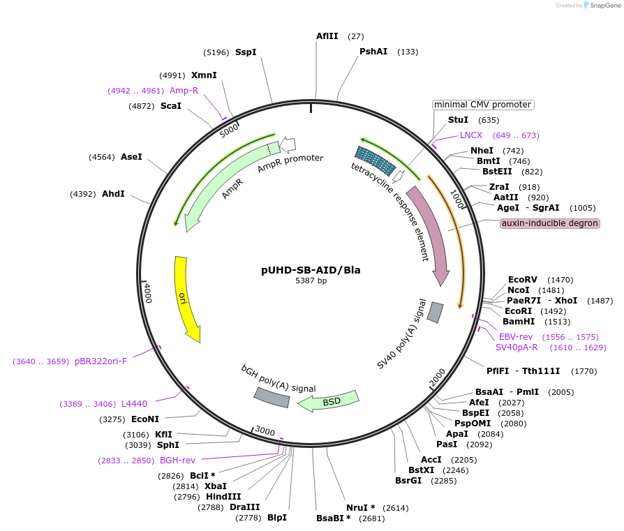 171678-plasmid-map-sequence-id-338226