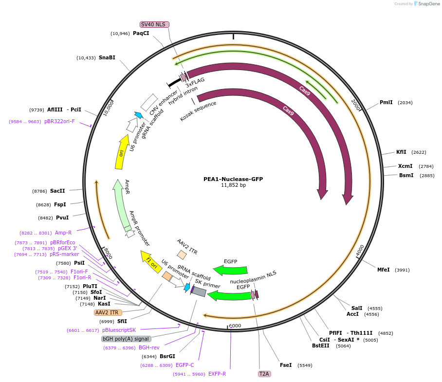 171994-plasmid-map-sequence-id-338231