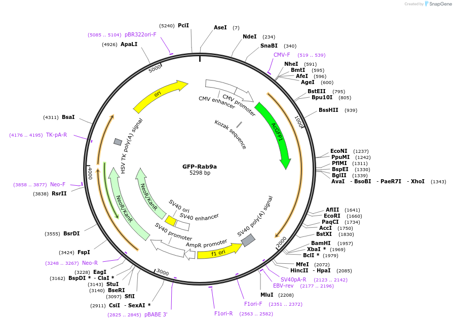 169071-plasmid-map-sequence-id-338239