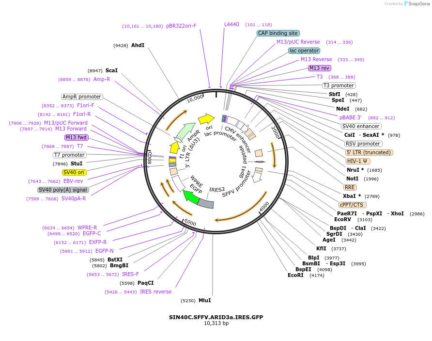 169300-plasmid-map-sequence-id-338249