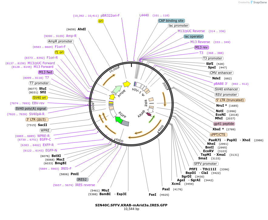 169306-plasmid-map-sequence-id-338255