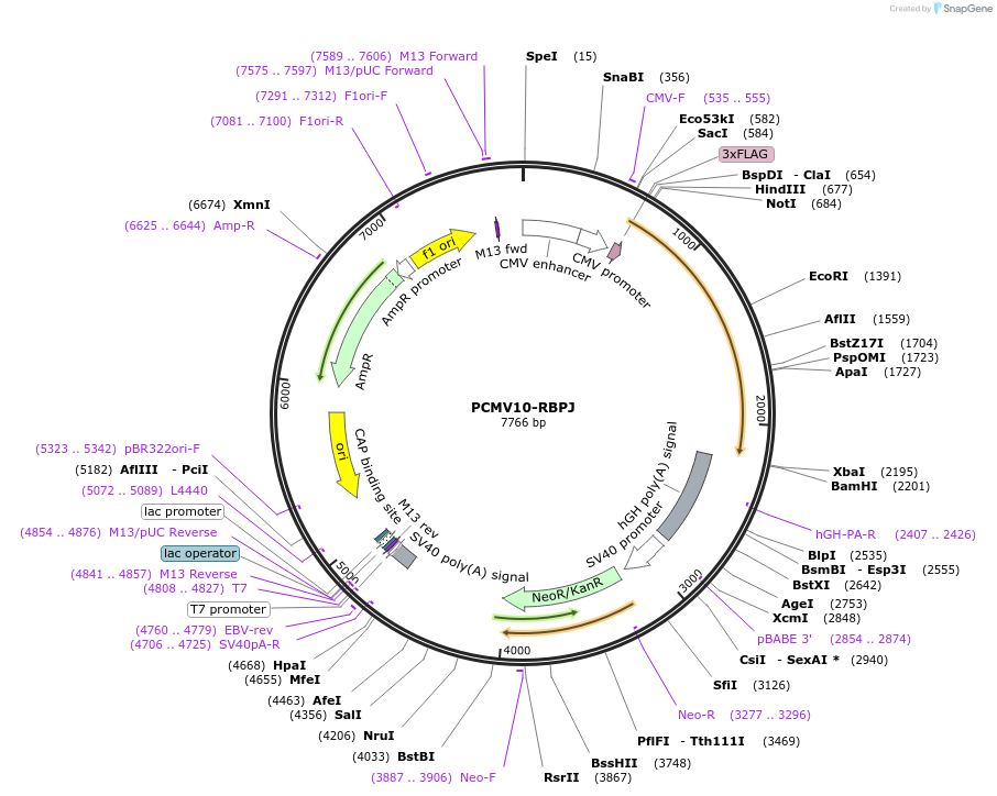 84601-plasmid-map-sequence-id-338259