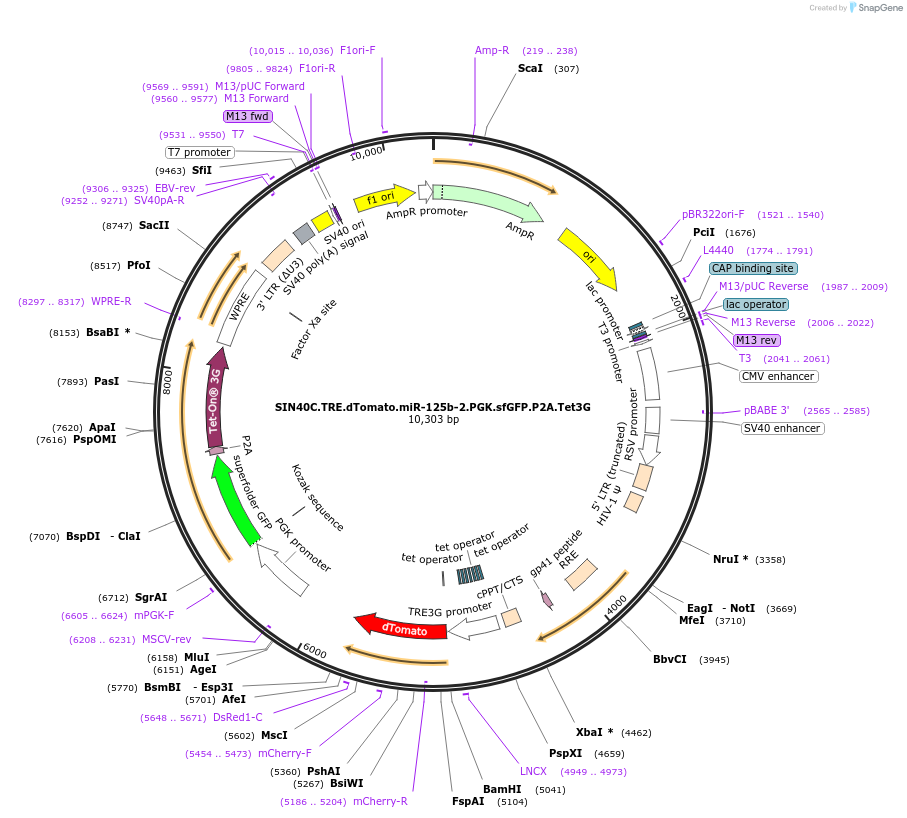 169315-plasmid-map-sequence-id-338263