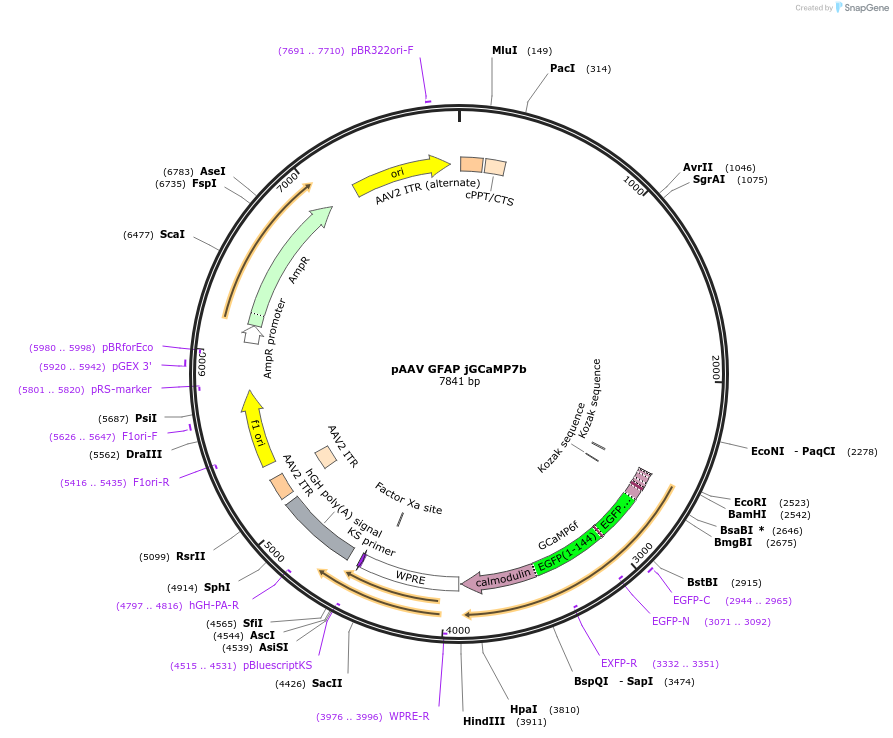 171118-plasmid-map-sequence-id-338268