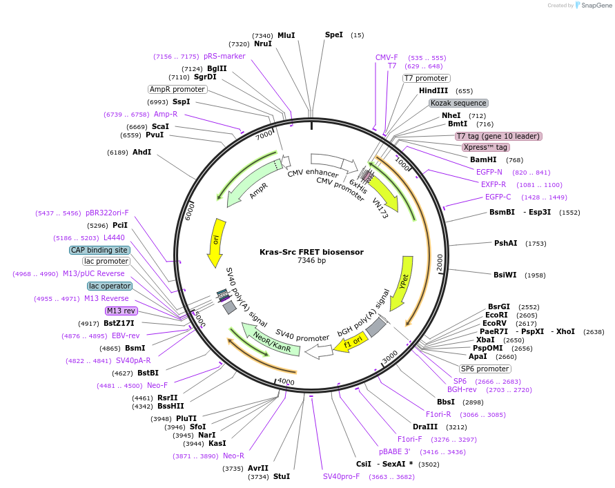 78302-plasmid-map-sequence-id-338269